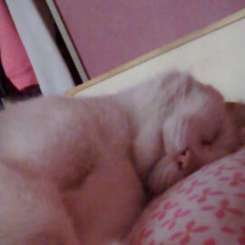 My late cat hobbs laying in bed, he's all white and his eyes are closed