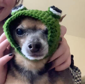 Caits dog big boy in a knitted frog hat